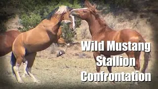 Wild Mustang Stallion Confrontation-Laramie Confronts the Red Stallion