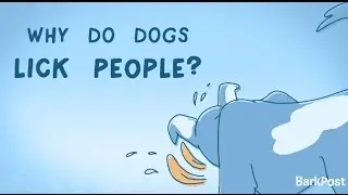 Why Do Dogs Lick People? | INSIDE A DOG'S BRAIN
