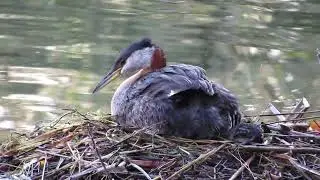 Red necked Grebe Nest