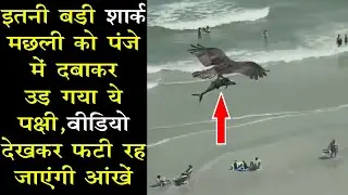 Huge bird catches shark fish and flies On Myrtle Beach