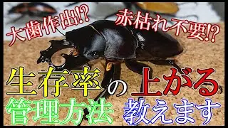 ハゼタロウ式マルバネ幼虫管理術。これで生存率が上がります。