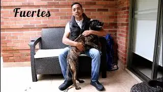 No es un pastor alemán, tampoco un pastor belga malinois, Conozcamos juntos al pastor Holandés.