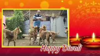Diwali Celebration With Bejuban 🔥 #viral #viralvideo #diwali #dog 