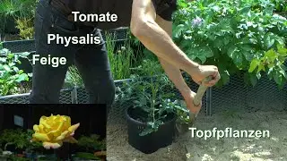 Gartenzeit auch mit Tomaten im Topf Physalis Feige und anderen Pflanzen im Topf