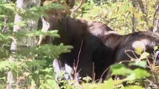 Moose Hunting