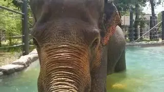 Fort Worth Zoo elephant goes for a swim
