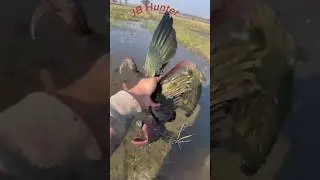 Red Curlew bird hunting #curlew #running #water #duckhunting #hunting #shortvideo #short #birds