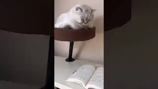 🐾 Wholesale Opportunity: Desktop Cat Companion Bed for Modern Pet Owners