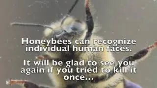 Amazing fact about honey Bee