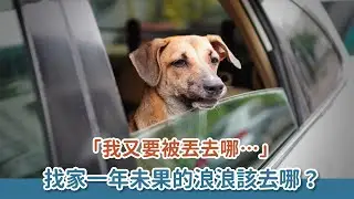 難道救他是個錯....從小人緣就非常不好的浪浪找家一年未果該去哪？｜等一個家