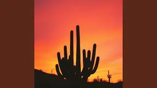Cactus Sunset
