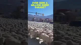 How to transport 1 million sheep