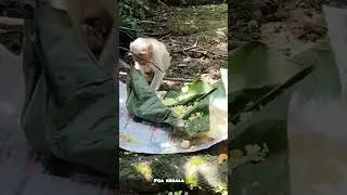 The food is ready, everyone, come and eat, baby. monkey food. monkey. macaca. macaque. bandar. manki