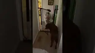 Dog slams open baby gate 😂 #shorts