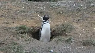 Magellanic penguin (Spheniscus magellanicus)