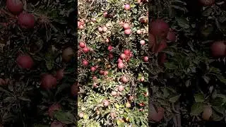 Mountain pink apple