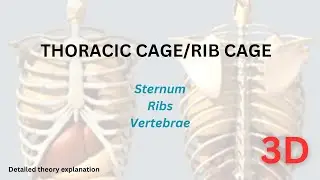 Structure of the Rib Cage | How many ribs are there in the human body | What is Sternum |