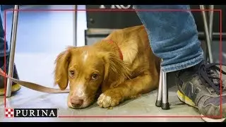 Purina In Society: Our Pet Obesity Prevention Commitment