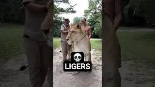 Liger is the BIGGEST cat on EARTH #animals