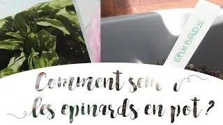 Semer des &eacute;pinards en pot