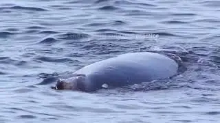 Whales of Iceland