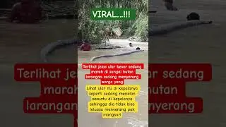 VIRAL ULAR RAKSASA SERANG MISTER MANGSURI