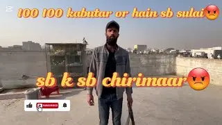 Lara k dikhao chirimaaro😡#trending #pigeon #bird 