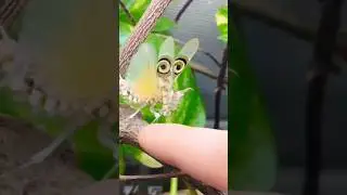 Amazing Creatures 👌 #shorts #youtubeshorts