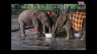 কাজিৰঙাত CWRC কৰ্মীৰ বিশেষ পদক্ষেপ