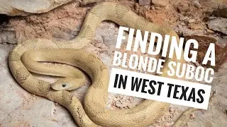 Finding a BLONDE Trans-pecos Ratsnake in West Texas