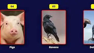 Top 12 Most Intelligent Animals in the World | [▶] Videos By Code | #VideosByCode  | #RemotionJs
