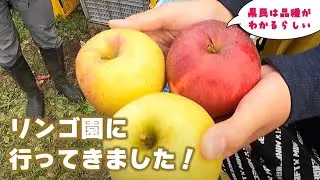 【レア？樹齢100年の信州りんご！？】長野県民あるある！りんごの品種いくつわかるかな★信州の美味しいりんご！地元のりんご園に行ってきました！#長野県 #リンゴ