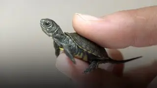 2020: A Year Of Wildlife Wins At The Oregon Zoo
