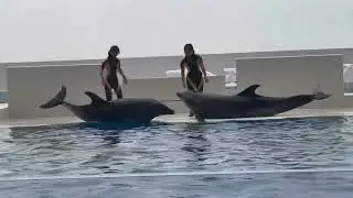 Amazing Orca Show at Suma Sea World Osaka