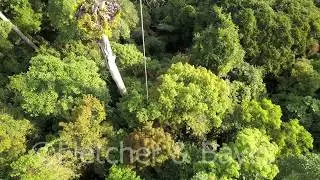 Drone view of lowland rainforest canopy, Malaysia. 44661.uhd