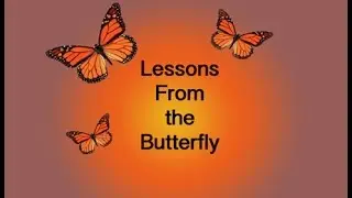 Lessons From the Butterfly