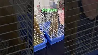 Cute Meerkat #viral #viralvideo #trending #youtubeshorts #shorts #shortvideo