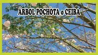 CONOCE EL ÁRBOL POCHOTA O CEIBA ¡Son hermosos!/Efrén Mendoza -Jardinería-