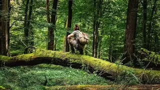 Exploring ANCIENT Forest in The Middle of Europe