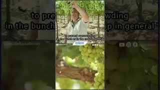 From Salty Soil to Sweeter Grapes 🍇 | The Delta Water Transformation