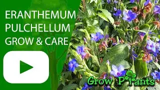 Eranthemum pulchellum - grow & care (Blue sage)