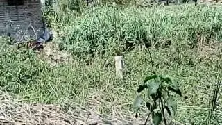 Encroachment of Pond in Bathna Village of Kuchaikot -Gopalganj Bihar