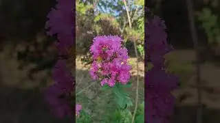 Mirto de Cresp&oacute;n (planta) #plantas #plants #garden #jardin #flowers #flores