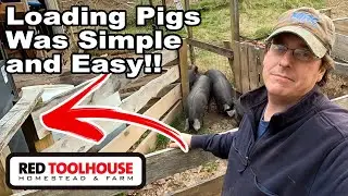 The EASIEST PASTURED PIG Loading EVER!!