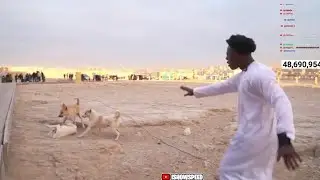 iShowSpeed Breaks Up A Dog Fight In Egypt 🤣