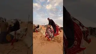 Riding a Camel 1,463 Miles in the Desert! #shorts