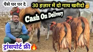 30 हज़ार में दो गाय खरीदो😱!! ट्रांसपोर्ट फ्री🔥!! Cash On delivery 👌!!3100₹ में गाय आपके घर पर✌️ offer