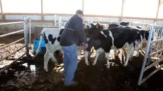 A Day on the Farm - Cleaning the Heifer Barn