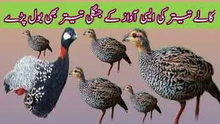 Kale Teeter  Ki Awaz || kale Teeter Ki asi Awaz K jangli teeter b Bol pare 