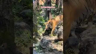 Dehradun Zoo -Malsi Deer Park Dehradun Uttarakhand #zoo #lion #tiger #youtubeshorts #dehradunvlogger